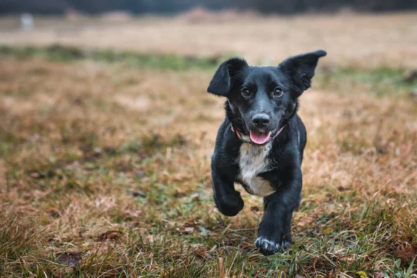 Mutlu Küçük Melez Köpek Çimenlerde Koşuyor — Stok fotoğraf