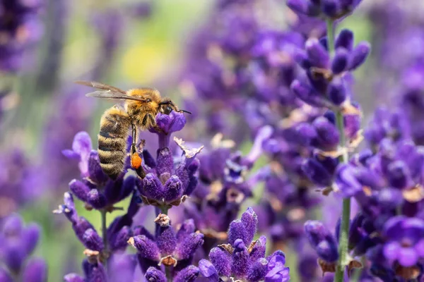 ミツバチはラベンダーの花を受粉させます — ストック写真