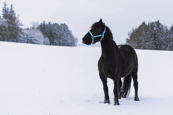 Fríský Hřebec Zimním Poli Černý Fríský Kůň Zimě — Stock fotografie