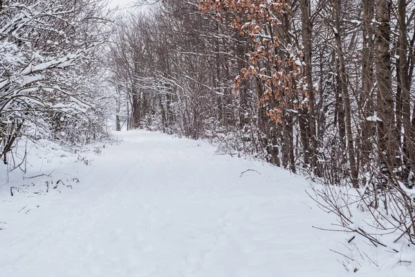 Sentiero Forestale Invernale Nella Neve Inverno Bianco — Foto Stock