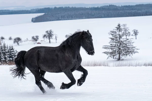 Fryzyjski Ogier Biegający Polu Zimowym Czarny Koń Fryzyjski Biegnie Zimą — Zdjęcie stockowe