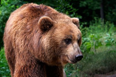 Kamçatka Kahverengi Ayısı (Ursus arctos beringianus). Kahverengi kürk, tehlikeli ve saldırgan bir hayvan. Rusya 'dan büyük memeli..