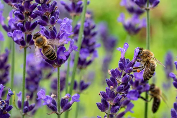 Пчела Опыляет Лавандовые Цветы — стоковое фото