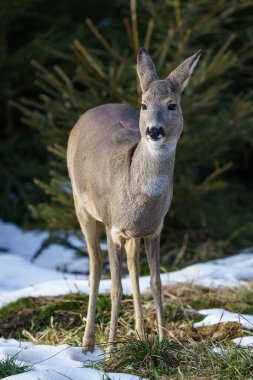 Ormanda Roe geyiği, Capreolus Capreolus. Kışın vahşi bir geyik..