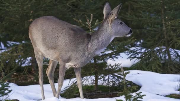 Chevreuil Dans Une Forêt Enneigée Chevreuil Sauvage Dans Nature Hivernale — Video