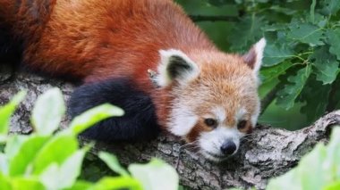 Ağaçtaki kırmızı panda. Orman habitatındaki şirin panda, Ailurus fulgens.