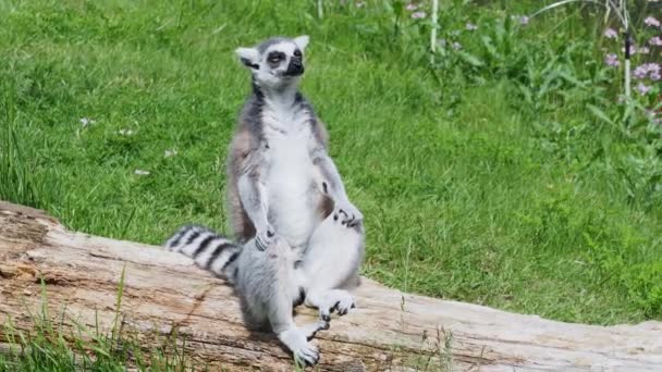Halka Lemur Ağaç Gövdesinde Takip Etti Lemur Catta — Stok video