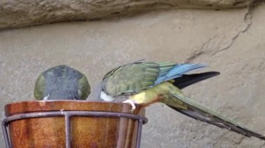 Kazıcı papağan (siyanoliseus patagonus) ya da Patagonya papağanı olarak da bilinir..