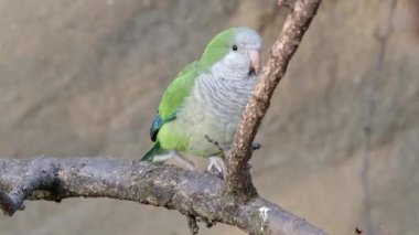 Keşiş papağanı (Myiopsitta monachus), bir dalda oturan Quaker papağanı olarak da bilinir.