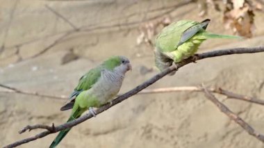 Keşiş papağanı (Myiopsitta monachus), bir dalda oturan Quaker papağanı olarak da bilinir.