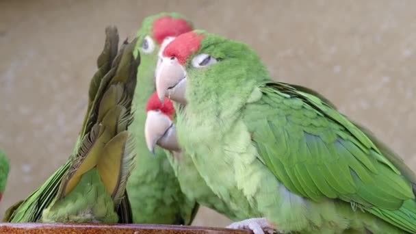 Gruppe Von Papageien Psittacara Frontatus Grüne Papageien — Stockvideo