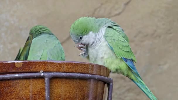 Монах Budgerigar Myiopsitta Monachus Известный Квакер Попугай Сидит Чаше — стоковое видео