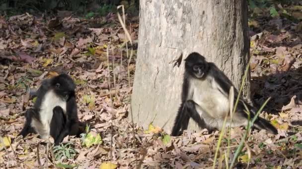 Scimmia Ragno Geoffroy Ateles Geoffroyi Conosciuta Anche Come Scimmia Ragno — Video Stock