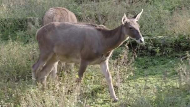 Rennes femelles dans l'herbe, Rangifer tarandus fennicus.