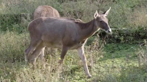 Vrouwelijke Rendieren Het Gras Rangifer Tarandus Fennicus — Stockvideo