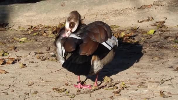 埃及成年鹅 Alopochen Yptiacus清理它的羽毛 — 图库视频影像