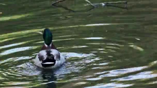 野鸭在池塘里摇曳着翅膀 — 图库视频影像