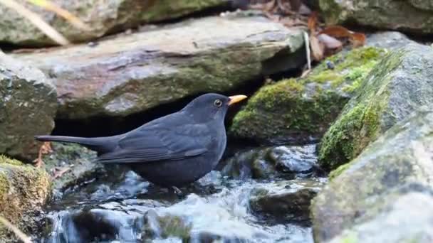 用飞溅的水洗澡的黑鸟 常见的黑鸟 Turdus Merula 在花园湖中洗澡 — 图库视频影像