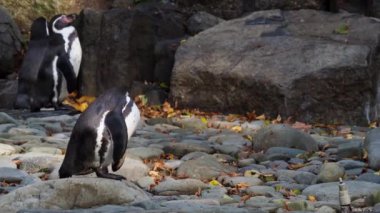 Kayaların üzerinde duran Humboldt pengueni (Spheniscus humboldti)