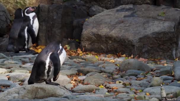 Pingüino Humboldt Spheniscus Humboldti Pie Sobre Rocas — Vídeo de stock
