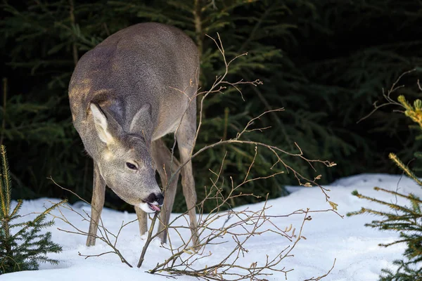 Rådjur Äter Gräs Snö Granskog Capreolus Capreolus Vilda Rådjur Naturen — Stockfoto