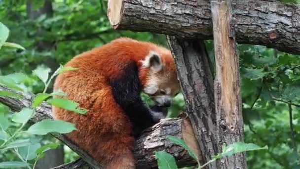 Червона Панда Ailurus Fulgen Дереві Милий Ведмідь Панди Лісовому Середовищі — стокове відео