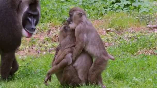 Drill Monkey Mandrillus Leucophaeus Família Composta Por Homens Mulheres Bebês — Vídeo de Stock