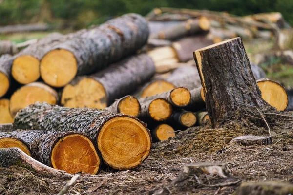 Holzstapel Blick Auf Riesige Holzstapel — Stockfoto