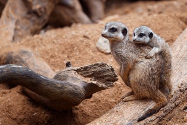 Anne mirket, bebek bir tahta parçasında nöbet tutuyor. Meerkat ya da cerrahi yetişkin ya da genç.