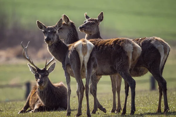 Rothirsch Männlich Und Weiblich Cervus Elaphus Auf Der Wiese — Stockfoto