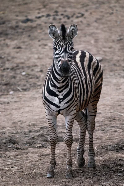 Zebra Chapmana Equus Quagga Chapmani Stojąca Suchej Ziemi — Zdjęcie stockowe