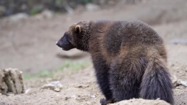 Sibirisk Järv Gulo Gulo Naturen — Stockvideo