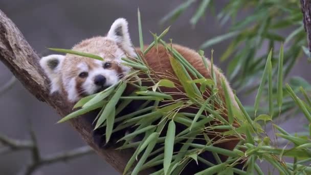 树上有红熊猫 金银花 可爱的红熊猫吃竹子 — 图库视频影像