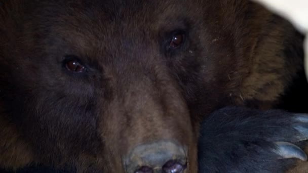 棕熊的前景色从冬眠中醒来 在巢穴中的堪察加熊 Ursus Arctos Berp Org Anus — 图库视频影像