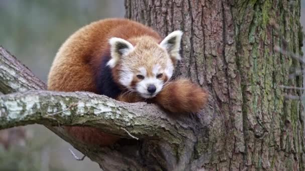 Rode Panda Ailurus Fulgens Boom Leuke Pandabeer Boshabitat — Stockvideo