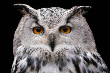 Siyah arka planda Sibirya Kartalı Baykuşu, Bubo bubo sibiricus.