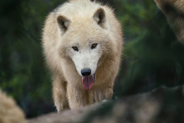 Loup Arctique Canis Lupus Arctos Également Connu Sous Nom Loup — Photo