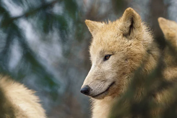 Loup Arctique Canis Lupus Arctos Également Connu Sous Nom Loup — Photo