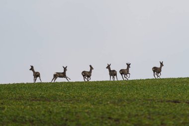 Sürü yumurtası geyikleri çayırda koşuyor. Capreolus capreolus. Vahşi yumurta geyiği doğal yaşam alanında. Czech Doğa 'dan vahşi yaşam sahnesi.