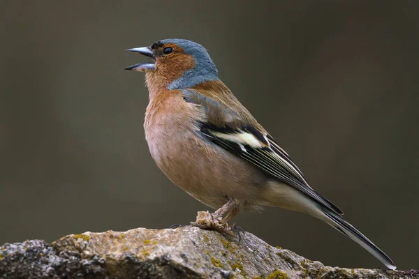 Common Chaffinch Fringilla Coelebs Sitting Stone Wildlife Scene Nature — Stock Photo, Image