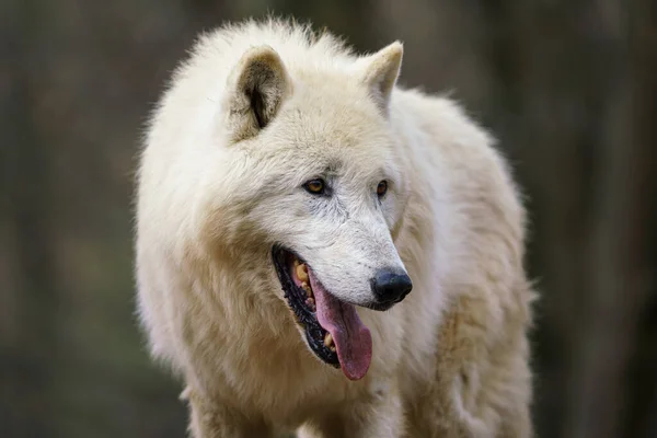 Loup Arctique Canis Lupus Arctos Également Connu Sous Nom Loup — Photo