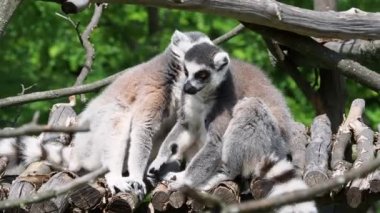 Lemur catta maymunu kürkünü temizler. Halka kuyruklu lemur (Lemur catta)