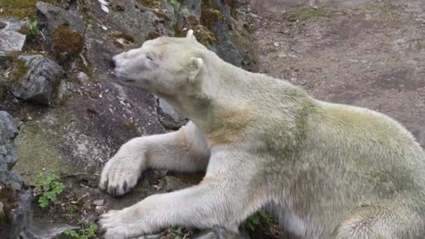 Oso Polar Acostado Una Roca — Vídeos de Stock