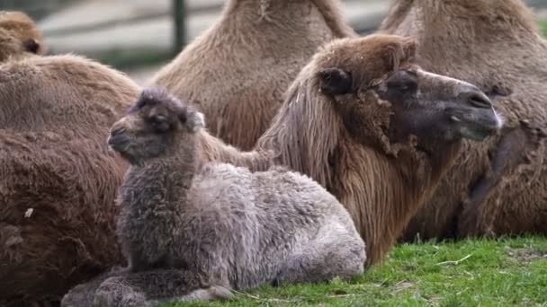 Família Camelos Bactrianos Com Filhote Camelus Bactrianus Também Conhecido Como — Vídeo de Stock