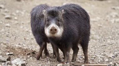 Chacoan peccary (Catagonus wagneri), tagua olarak da bilinir..