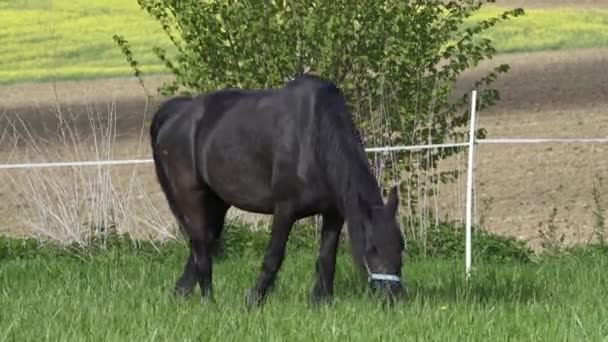 绿色牧场上的黑色弗里斯兰马 — 图库视频影像