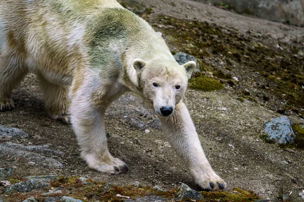 石上的北极熊 — 图库照片