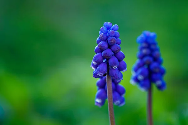 春天的花园里开着蓝色麝香花 春花背景 — 图库照片