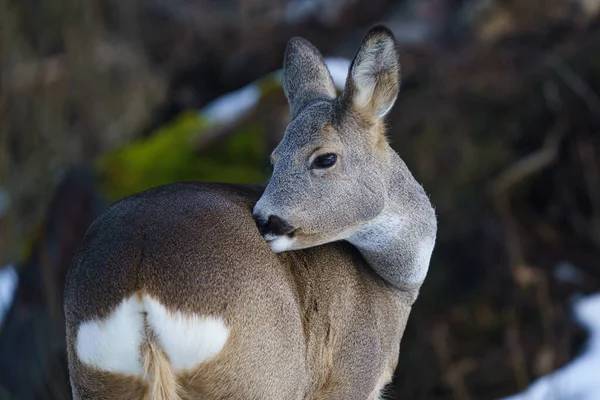 Rådjur Skogen Capreolus Capreolus Vilda Rådjur Naturen — Stockfoto