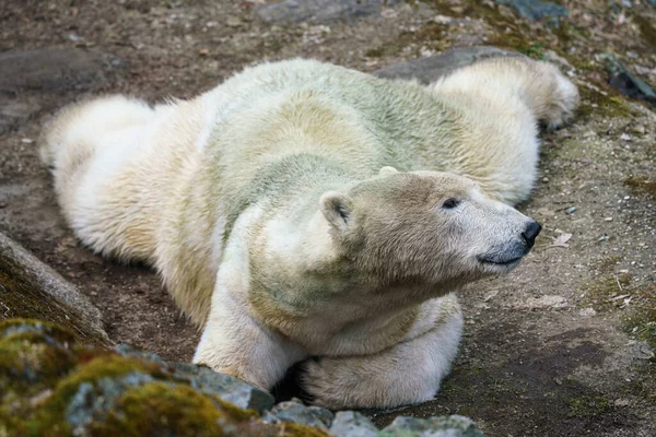 石上的北极熊 — 图库照片